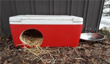 Low- (or Zero-) Budget Shelter for a Stray Cat Image